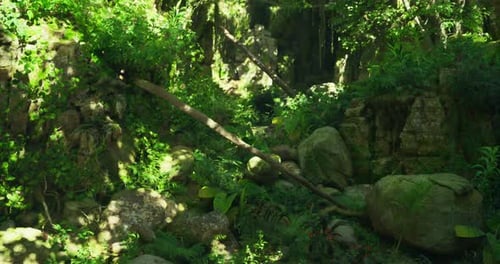 Explore a Lush Green Landscape Filled with Rocks and Vibrant Foliage