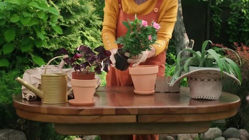 Woman Plants Flowers in Garden on Sunny Day