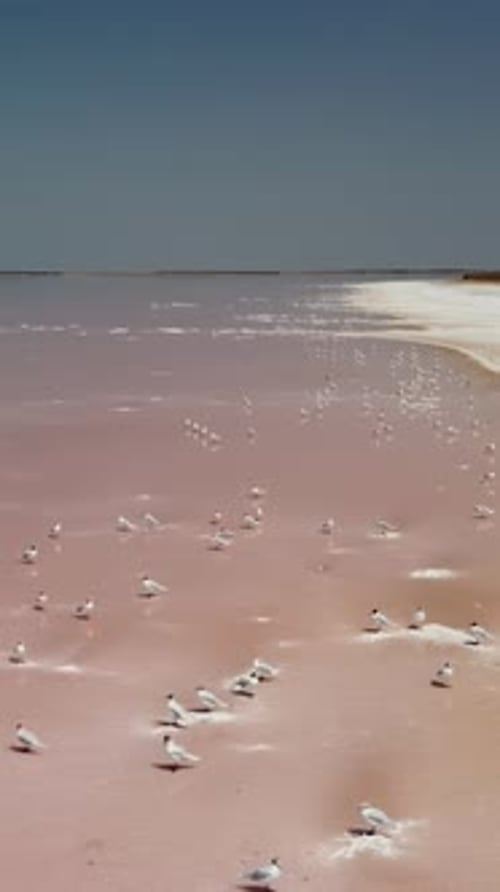 Seagulls at Pink Salt Lake Dunaliella Salina Impart a Red Pink Water in Mineral Lake with Dry