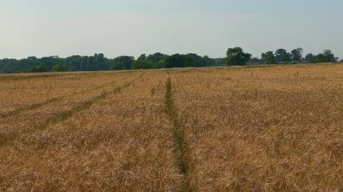 Wheat Field Before Harvest with Golden Grain on Rural Farmland Barley Crop Field with Mature Heads