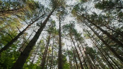 Pine Forest with the Last of Sun Shining Through Trees