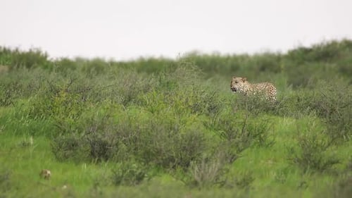 Weitwinkelaufnahme eines Leoparden, der durch die üppige grüne Landschaft des Kgalagadi Transfrontier Parks wandert.