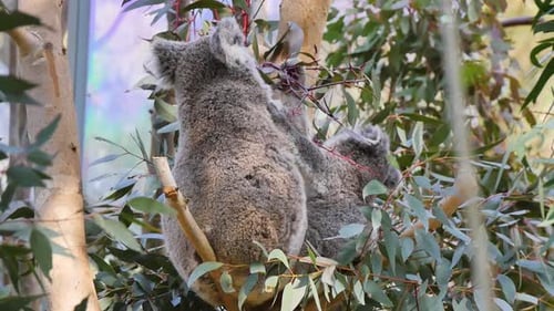 Two koalas rest in a eucalyptus tree during daytime