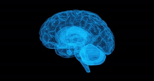 Human Brain 3D Hologram