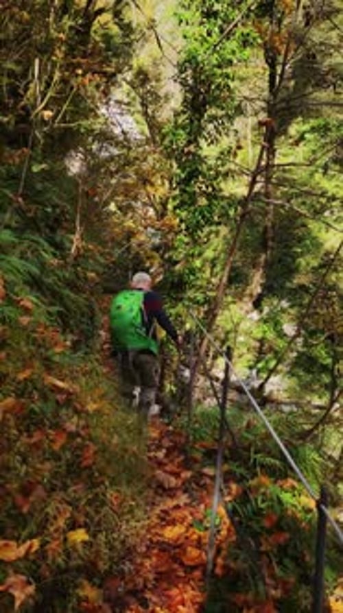 Back View of Man Walking in Autumn Mountain Forest on Narrow Path Among Lush Trees with a Dog
