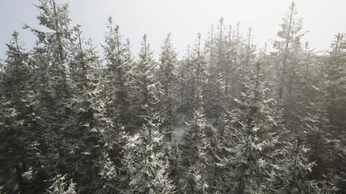 A Snowy Winter Forest with a Dense Cluster of Trees