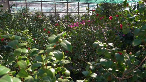 Green House with Many Different Plants and Flowers Close Up