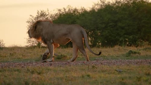 Majestic Lion Walking Across African Plains at Sunrise