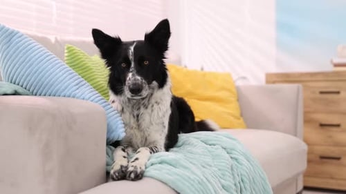Wunderschöner Border Collie-Hund, der zu Hause auf einem weichen Sofa liegt. Kamera bewegt sich vorwärts