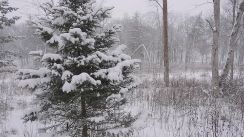 Snow-covered evergreen tree in a tranquil Minnesota winter forest landscape