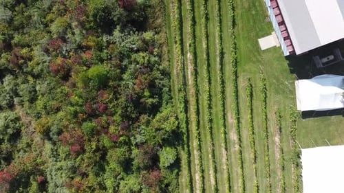 Aerial View of a Rural Vineyard Estate