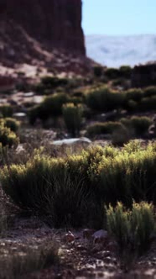 Small Bush Amid Nevada Desert