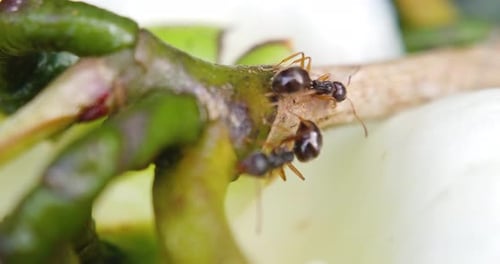 Ants searching on tree for food