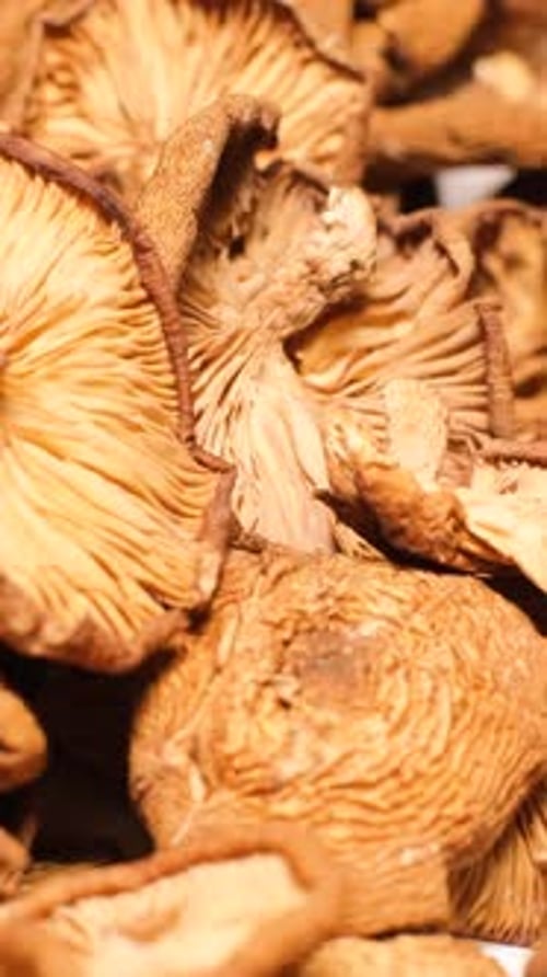 Hallucinogenic Mushrooms Rotate in a Circle Psychoactive Psilocybin Mushrooms Vertical Video