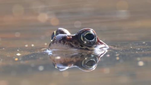 Brown frog (Rana temporaria) close-up in a pond.