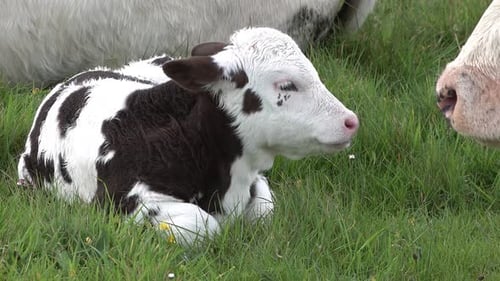 Cow and Baby Cow Resting on a Meadow in Ireland