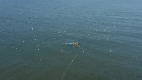 AERIAL: Fishermans Casting Nets in the Sea with Gulls Flying Around Searching for a Fish