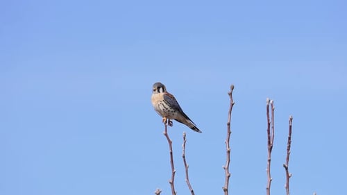 American Kestrel in a treetop taking flight