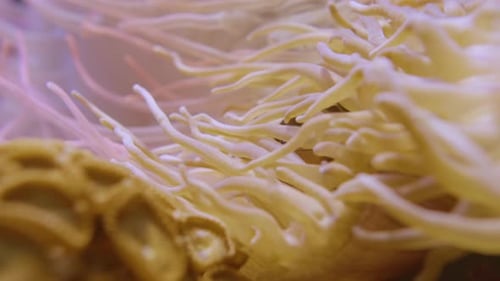 Fish Hiding in Beautiful Sea Anemone