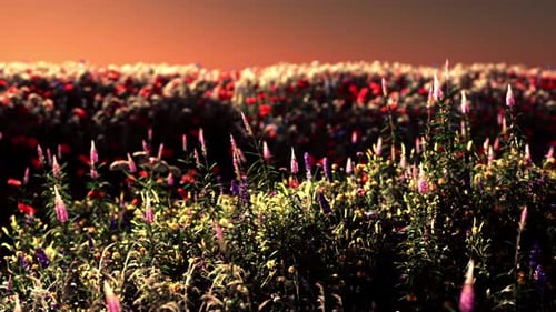 Field with Flowers During Summer Sundown