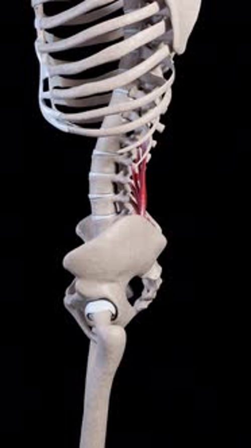 Quadratus Lumborum Muscle Movement Side View Vertical Video