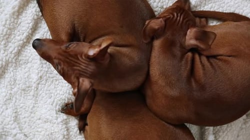 Miniature Pinscher Puppies Cuddling on White Blanket