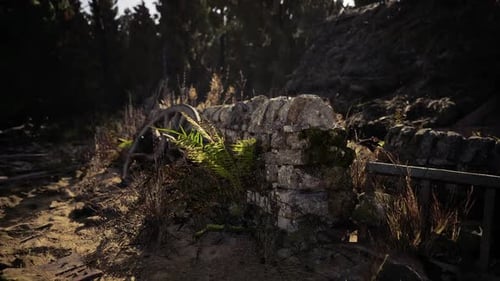Rustic Stone Wall Covered in Ferns Near Forest Trail at Midday