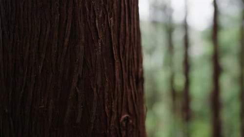 CloseUp of Tree Trunk in a Dense Forest Featuring Natural Texture