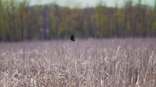 Rotflügelige Amsel thront auf Schilf in einem Sumpf