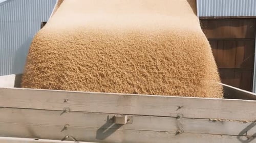 Harvesting Machine and Grain Transport