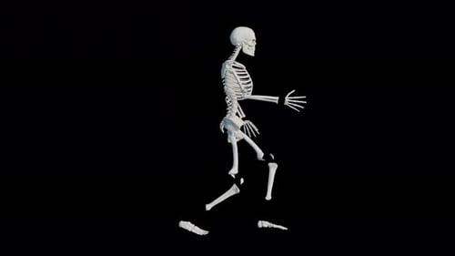 Human Skeleton Walk Cycle