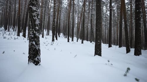 Beautiful dive into winter forest. Media. Video walk in calm winter forest. Beautiful wild forest