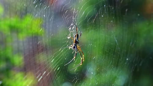 Foto de perfil em câmera lenta de uma aranha negra tecelã de orbes descansando em uma teia de aranha em um j