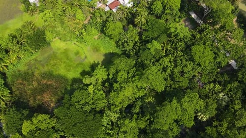 Top-Down Aerial of Indigenous Village Community Surrounded by Forest with Lush Green Trees in the Am