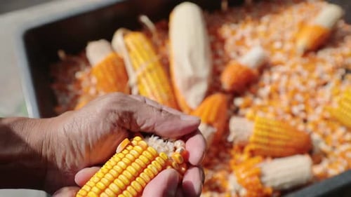 Removing Yellow Corn Kernels by Hand