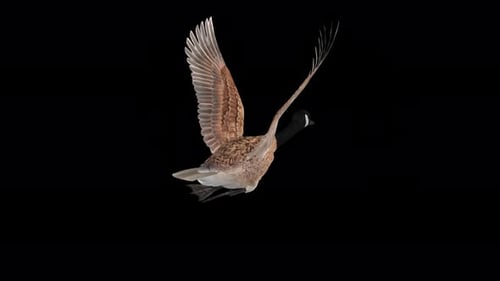 Canada Goose - North American Hunt Game Bird - Flying Loop - Aerial Back Angle CU - Alpha Channel 4K