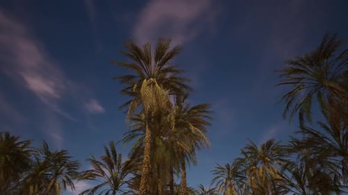 Animated Palm Trees Swaying Under a Dynamic Blue Sky