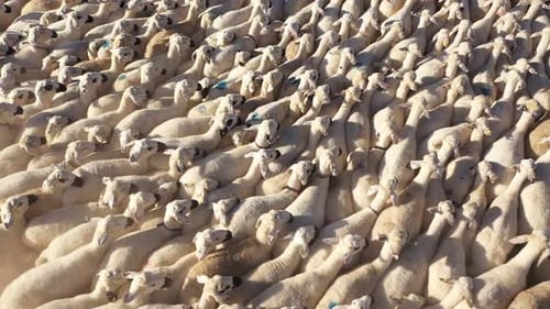 Aerial View of Large Sheep Herd Moving