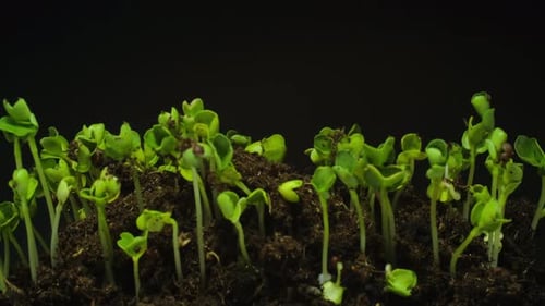 Seeds Growing in Soil Time Lapse