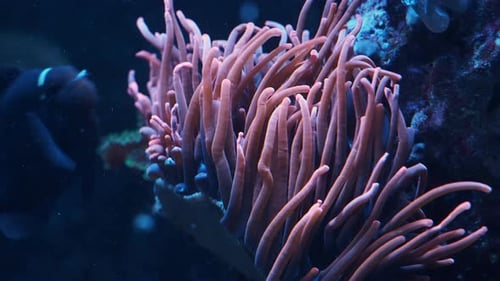 Colorful tropical corals and anemone in the aquarium
