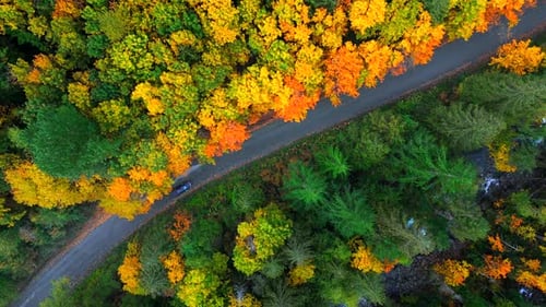 Top Down View of Cars Driving Along the Road Among the Autumn Forest