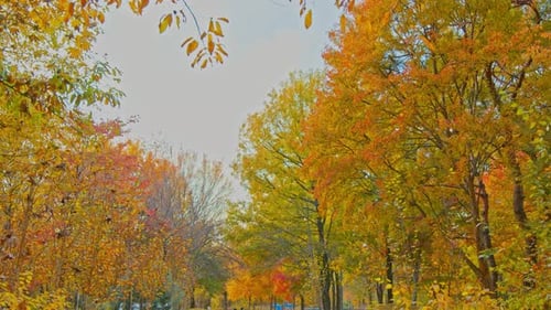 Hermoso parque forestal de otoño-otoño con árboles y hojas verdes amarillas