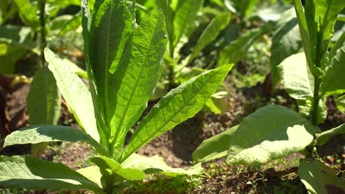 Tobacco Plantation on the Slopes of Mount Sindoro, Indonesia.
