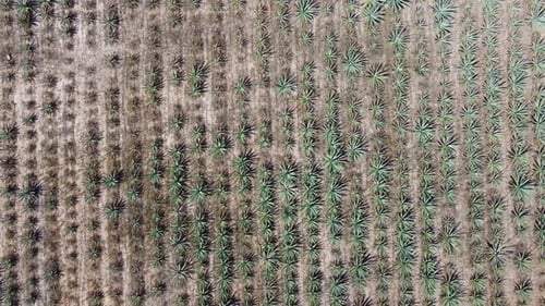 Aerial View of Agave Plants in Field
