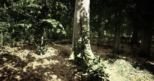 Sunlight Filters Through Trees in a Serene Forest During Autumn