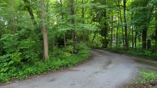 A tranquil forest path winding through lush green trees, perfect for evoking a sense of peace and na