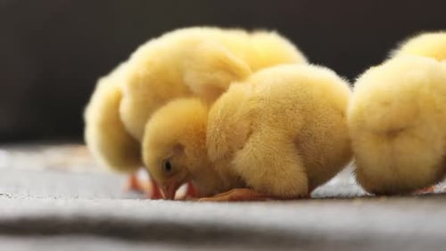 Close Up of Little Chicks Sleeping Together Agriculture Farm and Livestock Concept Cute Newborn