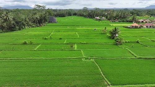Aerial view of rice terraces in Bali, Indonesia