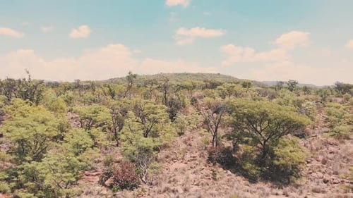 Dry acacia woodland in african savannah, dynamic drone shot.