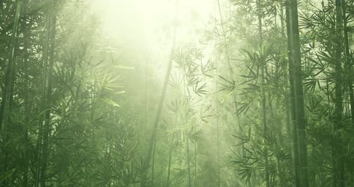 Enchanting Mist Envelops a Serene Bamboo Forest at Dawn